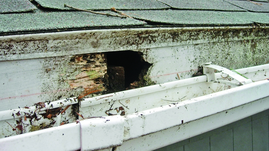 Gutter Clean Adelaide 5 Ways Blocked Gutters Can Damage Your Home